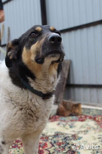 Сторожевой пес, охранник, мудрый друг