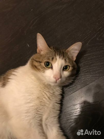 Кот в добрые руки