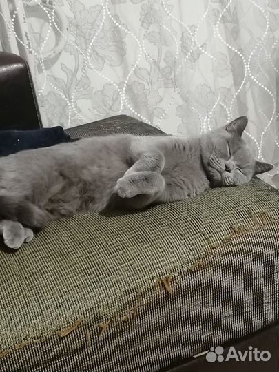 Кошечка в добрые руки
