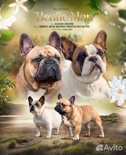 Французский бульдог