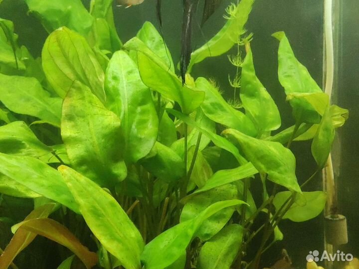 Продам криптокорину