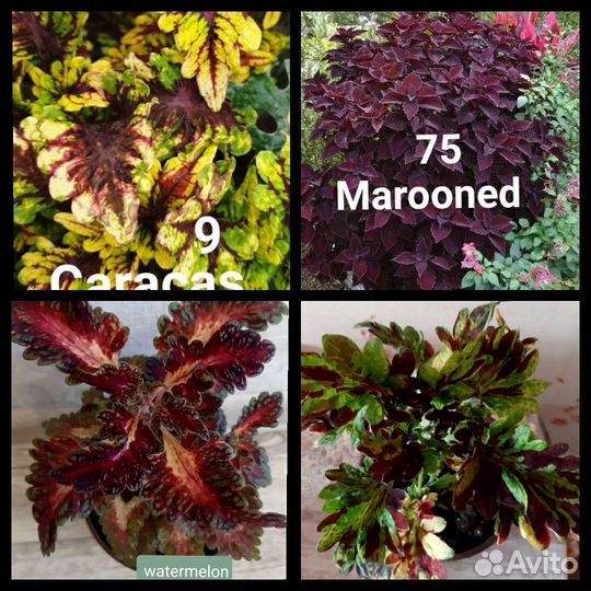 Колеусы вегетативные