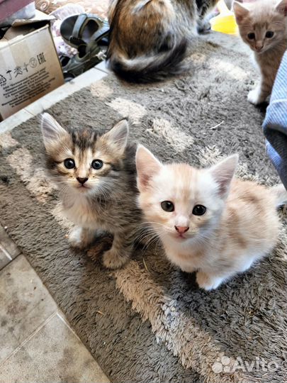 Котята бесплатно