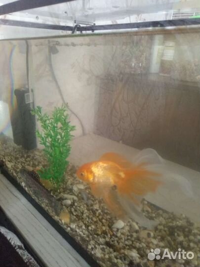Аквариум