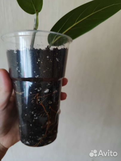 Фикус бенгальский Одри