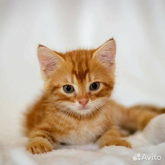 Котята 2 мес