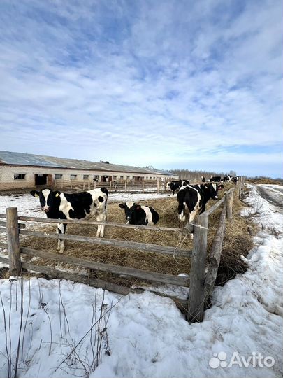 Молочное хозяйство в Ивановской области