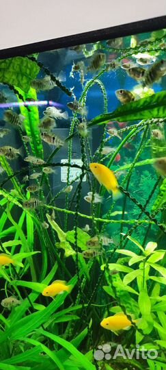 Аквариумные рыбки