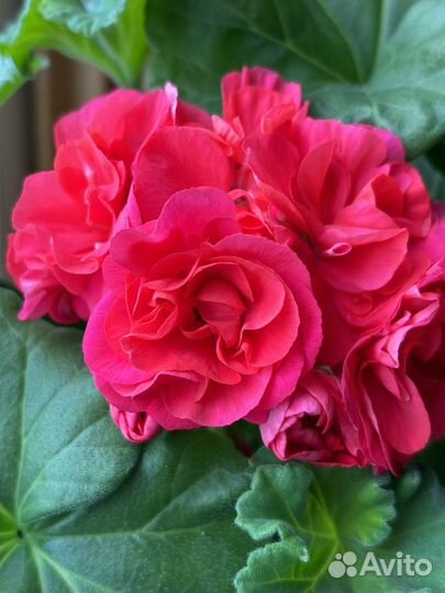 Сортовая пеларгония герань та Подарок Амура