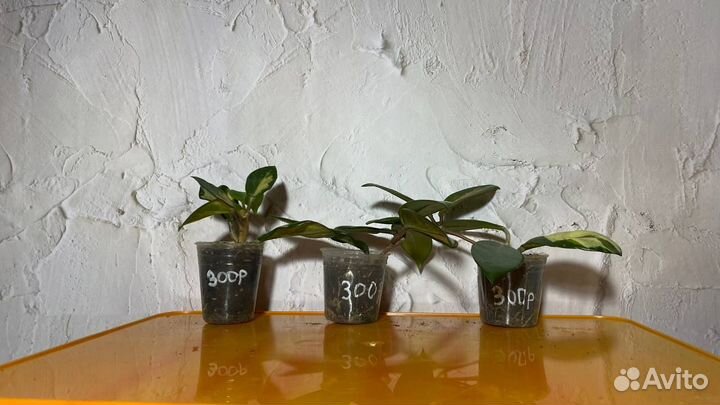 Хойя H. Carnosa Tricolor