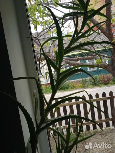 Алоэ столетник лечебный