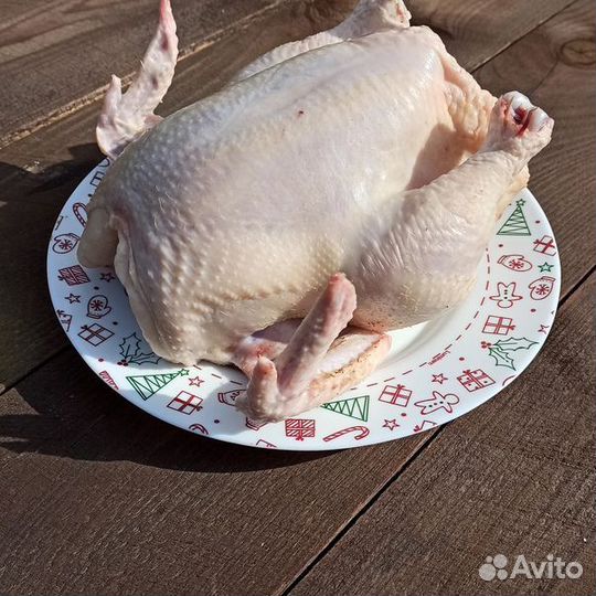 Домашние куры бройлеры