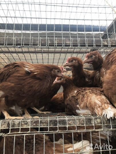 Куры молодки несушки оптом от 20 шт