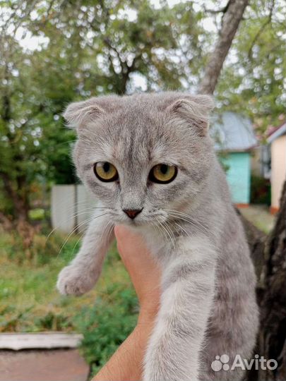 Шотландский вислоухий котёнок