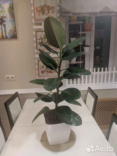 Кодиеум пестрый, фикус каучуконосный