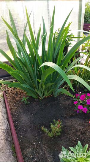 Ирис многолетний