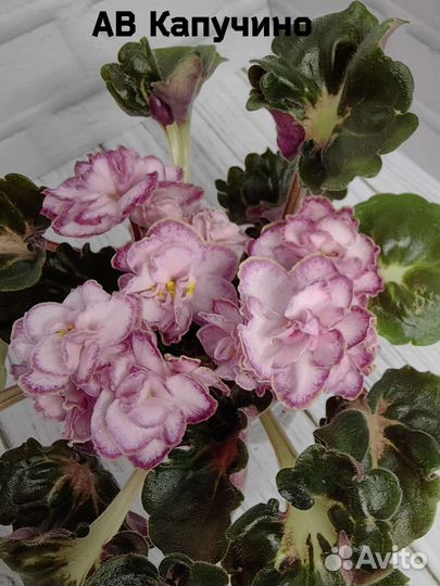 Посаженные листы селекционных фиалок