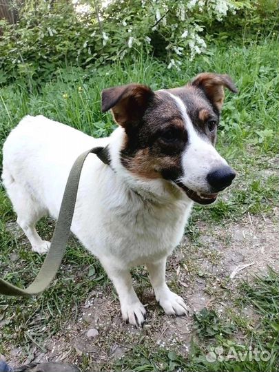 Небольшая собачка ищет дом в добрые руки