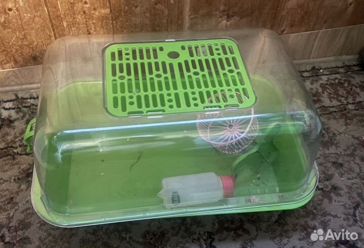 Джунгарский хомяк бесплатно