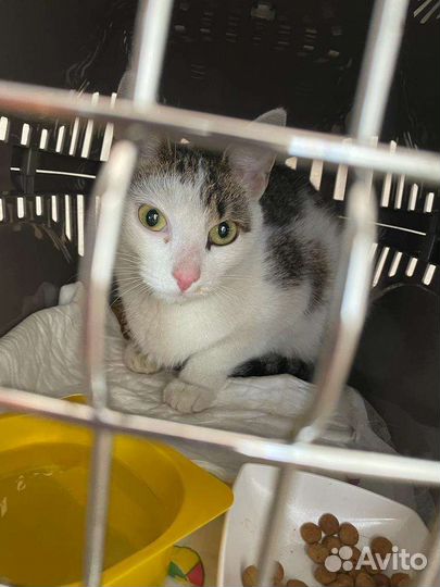 Кошка найдена, кошка потерялась