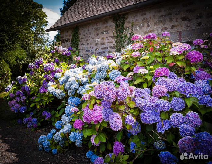Гортензия