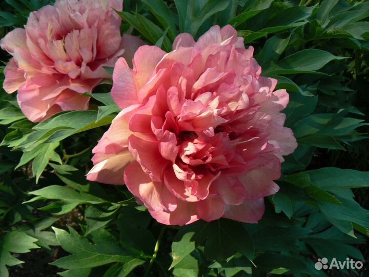 Пионы ито гибриды корни