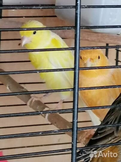 Кенар поющие