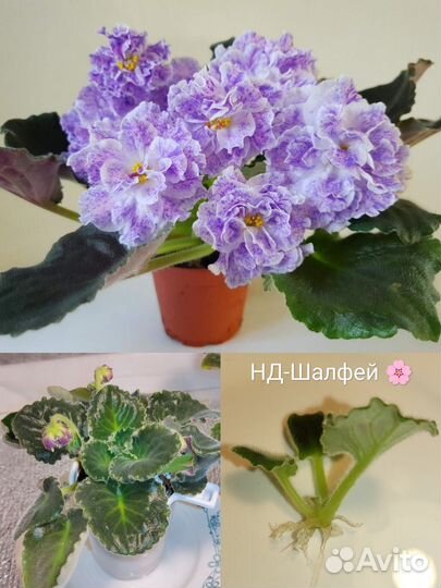 Сортовые фиалки