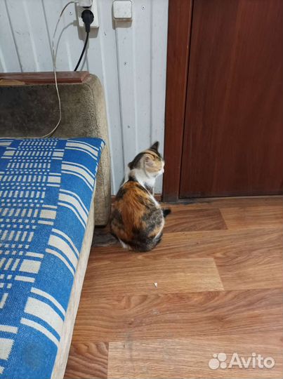 Котята в добрые руки бесплатно