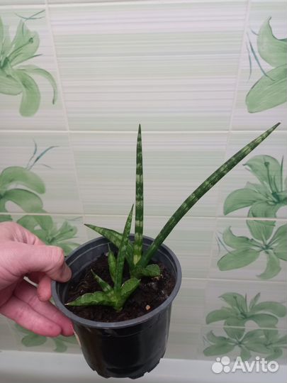 Сансевиерии