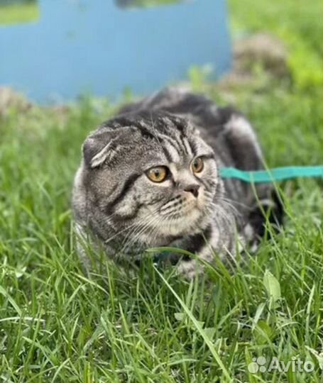 Шатланский вислоухий кот вязка