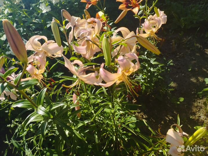 Лилии разные