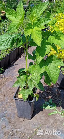 Чёрная, белая, красная и розовая смородина саженцы