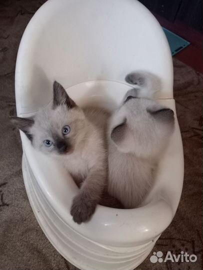 Тайские котята
