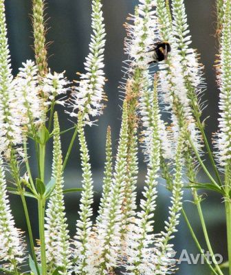 Вероникаструм