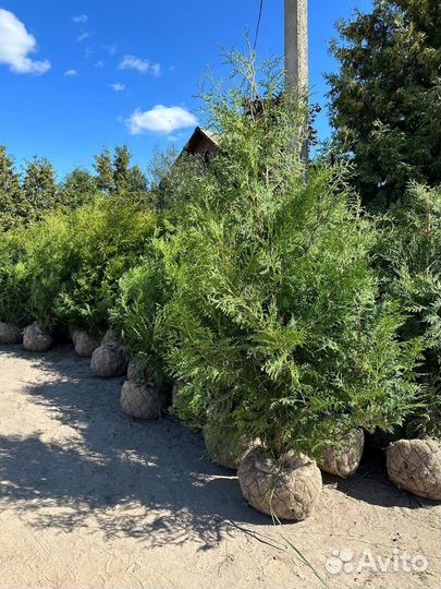 Туя брабант