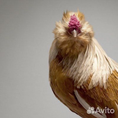 Комбикорм для кур несушек,телят,свиней