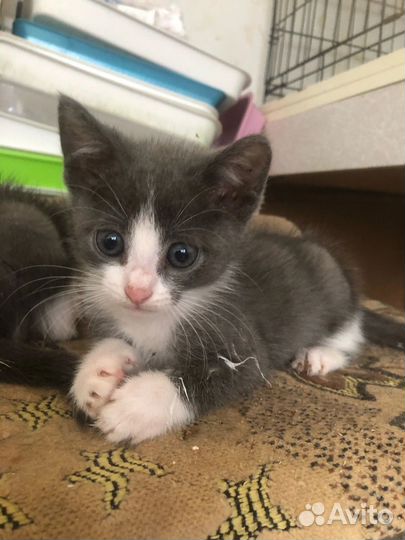 Маленький котенок