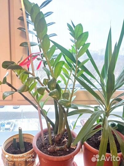 Замиокулькас