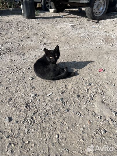 Черные котята (в добрые руки)