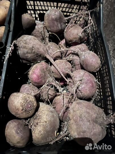 Картофель на еду и посадку, свекла