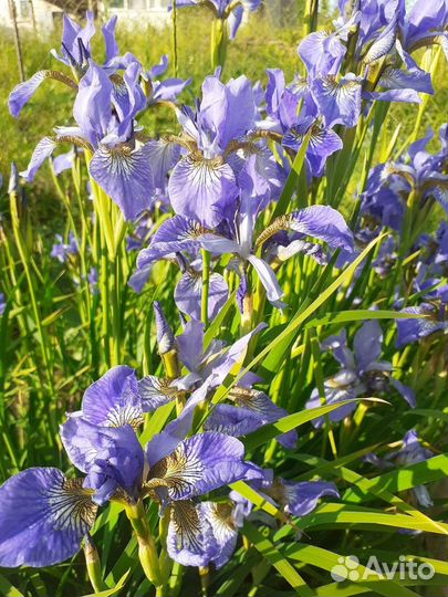 Ирис сибирский