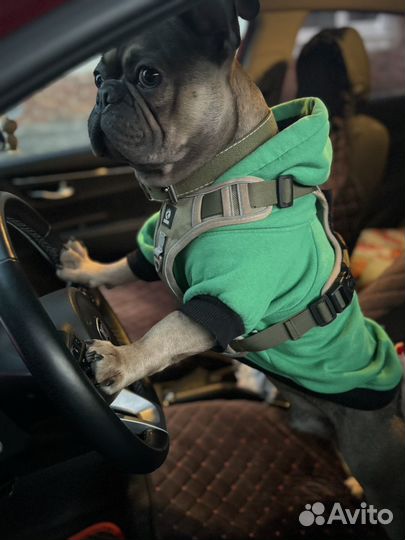 Французский бульдог вязка