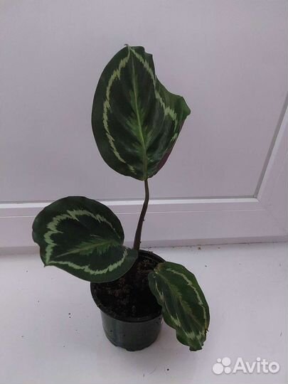 Калатея медальон