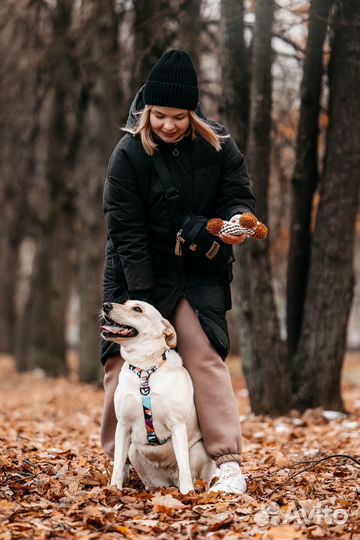 Собака из приюта в добрые руки