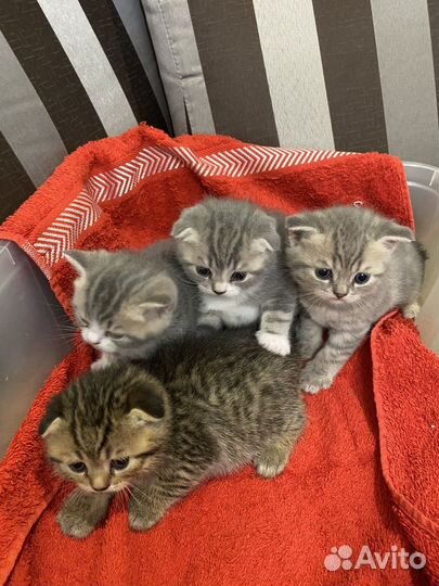 Шотландская вислоухая