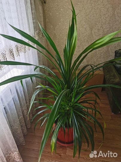 Цветок панданус