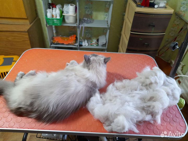 Груминг собак и кошек