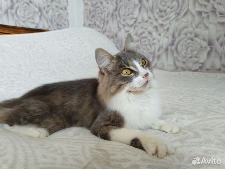 Сибирская кошка в добрые руки