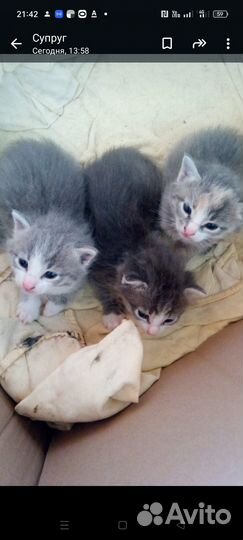 Котята в добрые руки